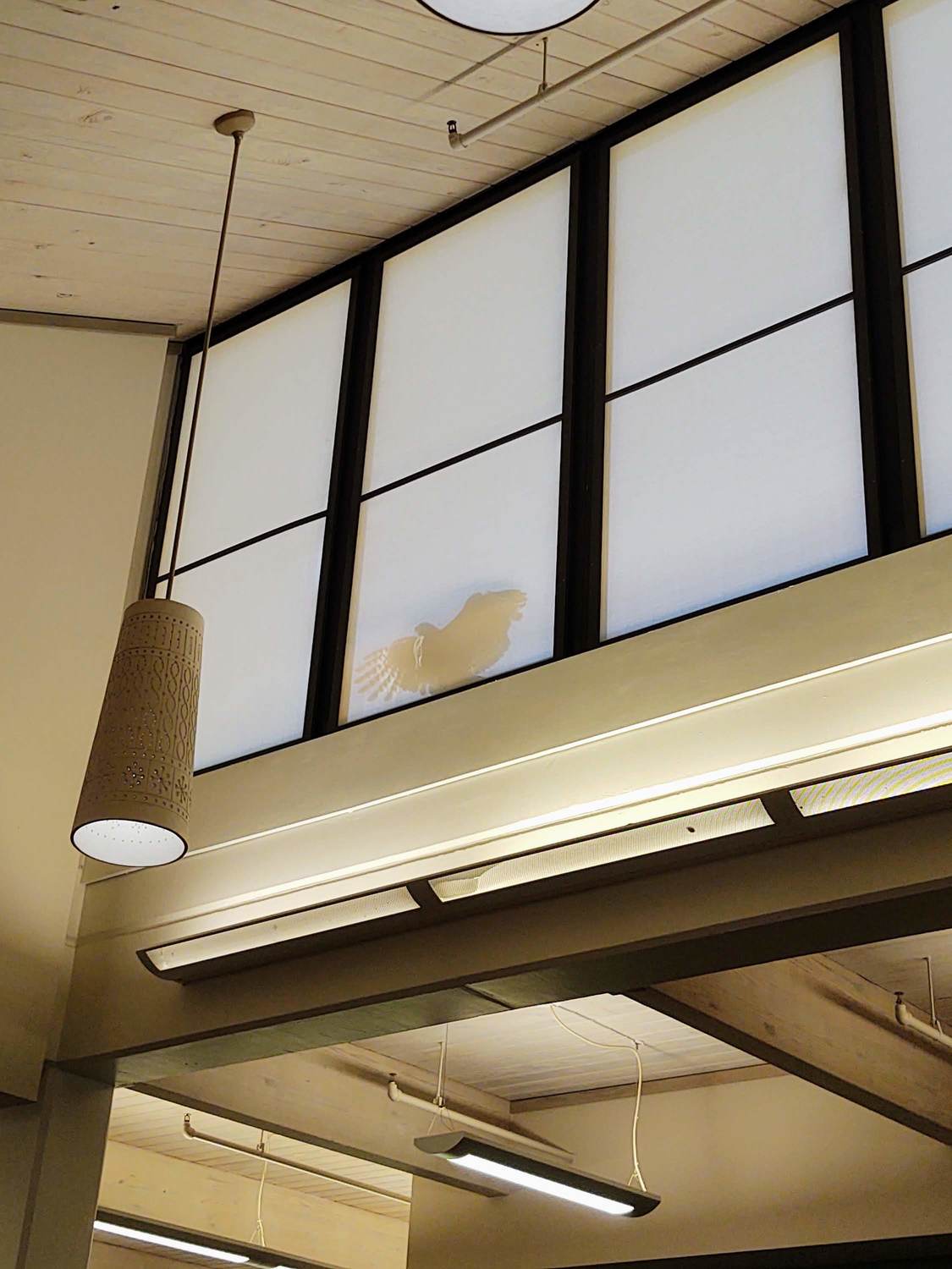 A male hawk fights its reflection on an exterior window atop the Emily Fowler Library.