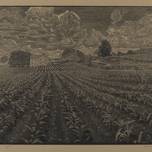 Warren Bryan Mack, Corn Rows, ca. 1920s-1940s, wood engraving on paper, Smithsonian American Art Museum, Bequest of Frank McClure, 1979.98.166.jpg